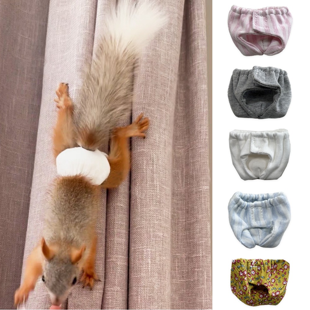 Absorbent Squirrel Diapers Lea - Period Panty Absorbent ulasan dan harga